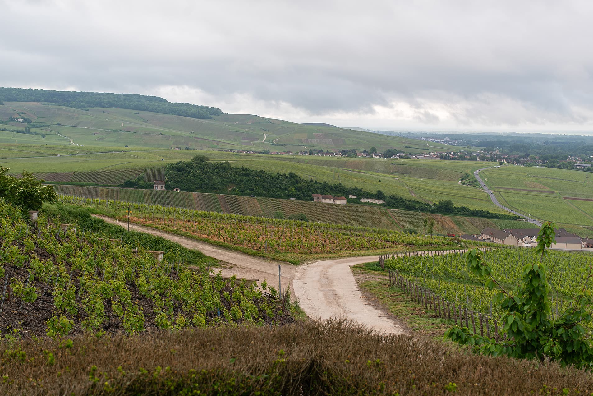 Chardonnay & Sabreren (1 dag)