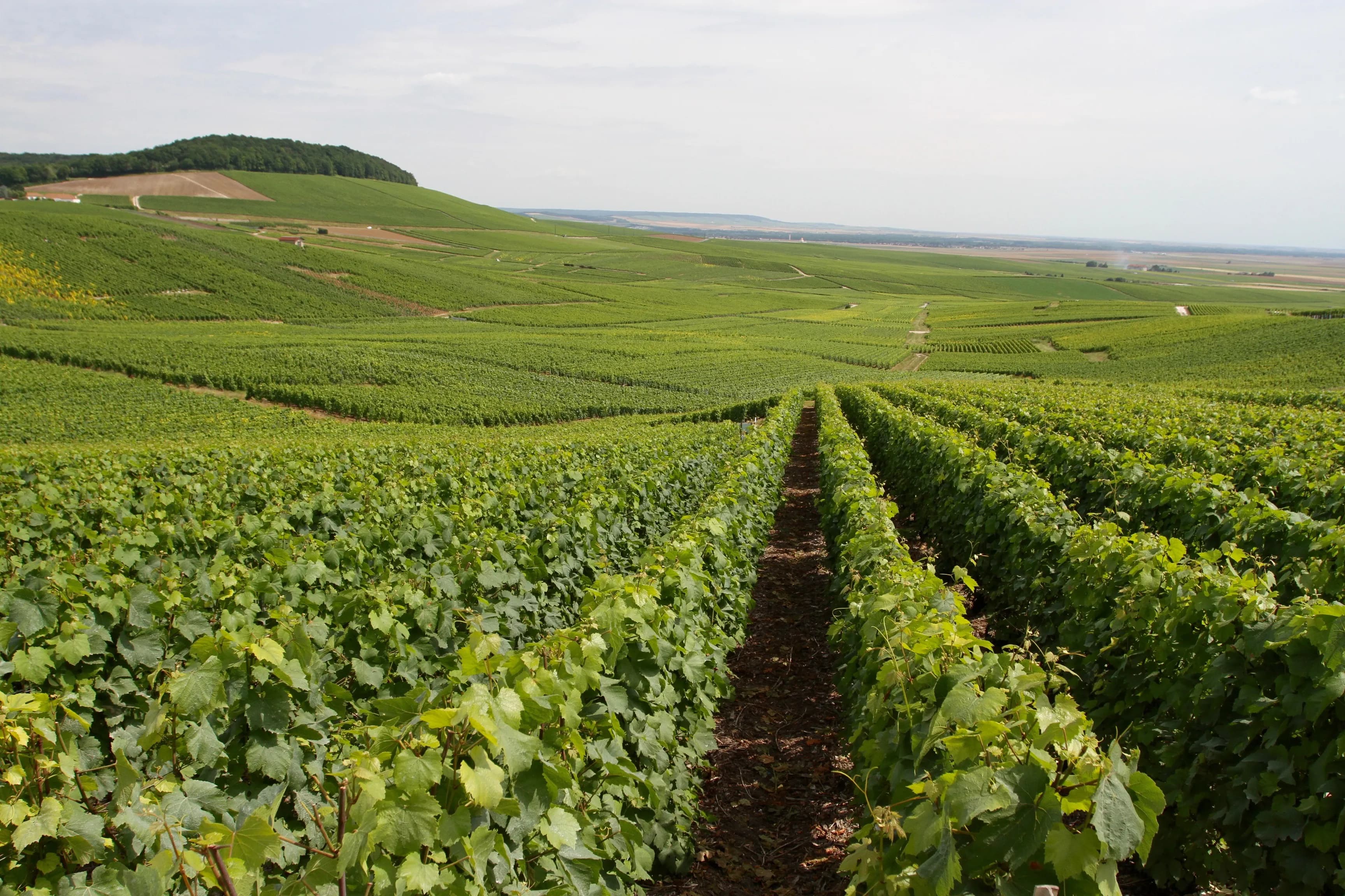 Chardonnay & Sabreren (1 dag)